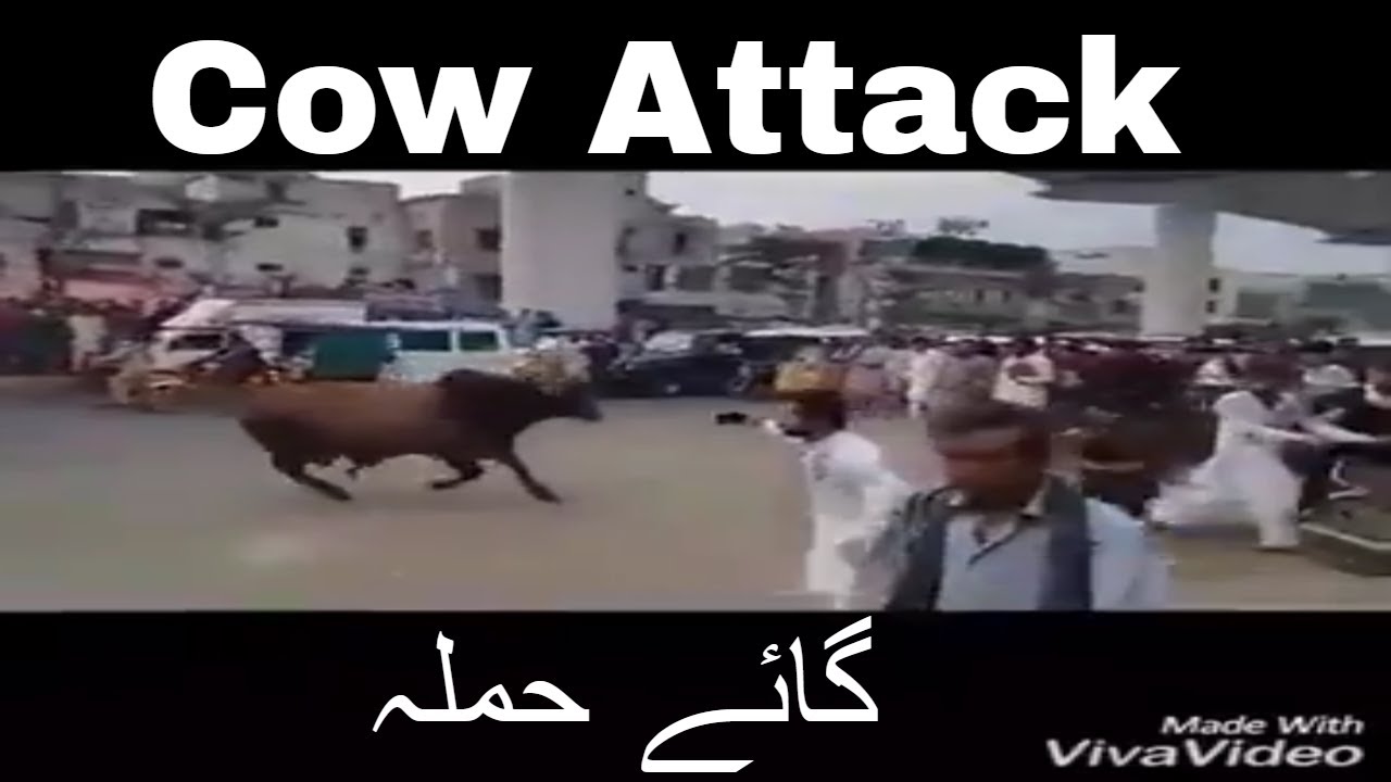 Cow Attack in Lahore | Dangerous cow Qurbani | Cow Qurbani in Pakistan -  YouTube