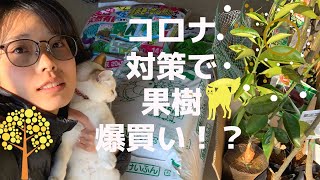 コロナ対策で果樹爆買い！？家庭菜園で自給自足への道！種を植えるよ！