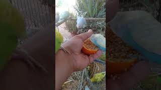 Cute Budgies Singing 'Not Like Us' & 'Die With A Smile' Poppy Playtime Chapter 4 ASMR #Shorts #ASMR