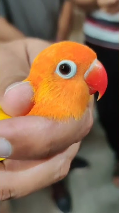 love bird, lutino lovebird #lovebird #lovebirdsbreeding #parrots #parrot #africanlovebird #breeding