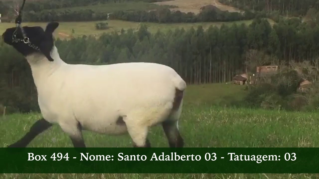 SANTO ADALBERTO 03