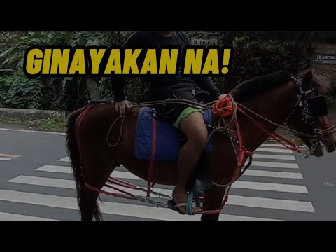 Video: Paano gumawa ng saddle para sa isang kabayo gamit ang iyong sariling mga kamay