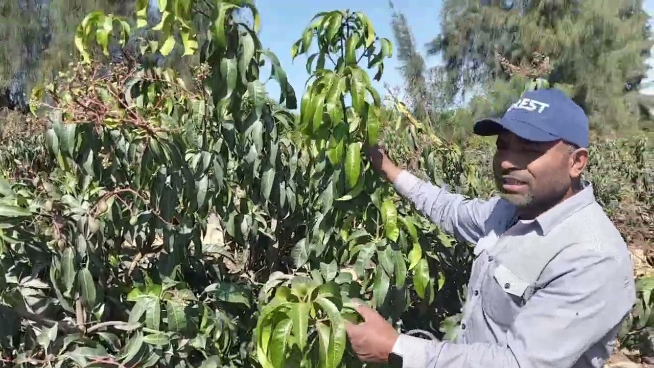 #fruit تقليل تساقط ثمار المانجو بعد العقد
