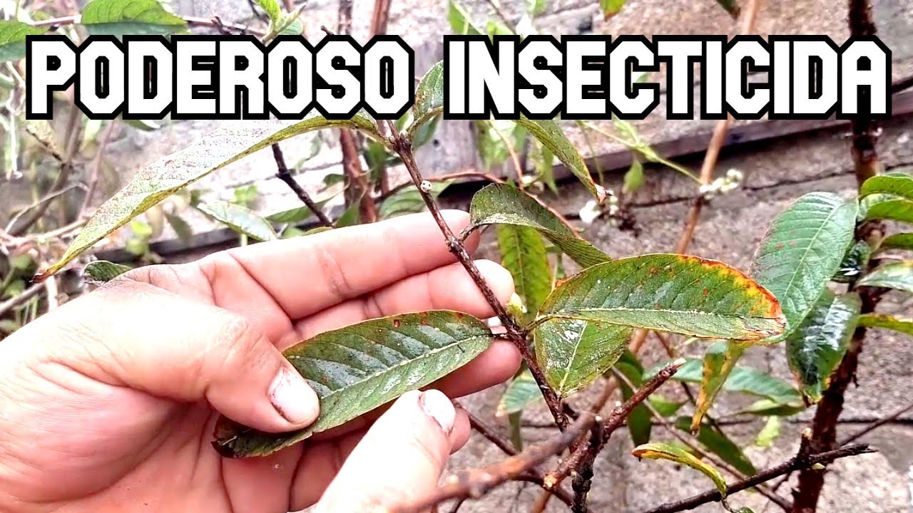 Insecticida de lejía controla plaga en planta de Guayaba como pulgones y  chupadores de caparazón . - YouTube