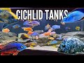 10 incredible cichlid tank setups peacocks  hap cichlids