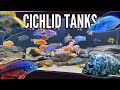 10 Incredible Cichlid Tank Setups (Peacocks &amp; Hap Cichlids) Mp3 Song