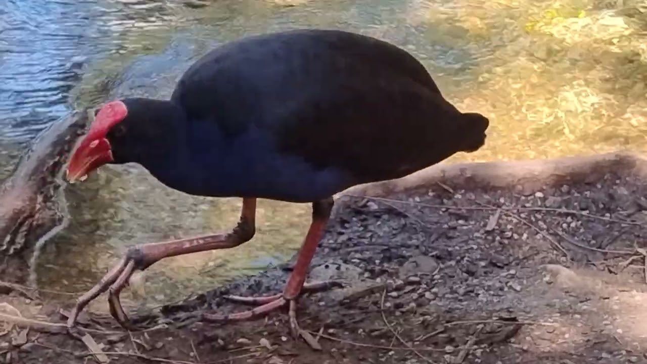 Birds at the creek drinking water! - Птицы у ручья!