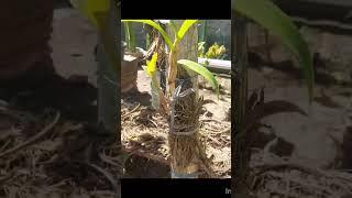 Menanam Keiki Anggrek Tempel Di Pohon Cepat Beranak