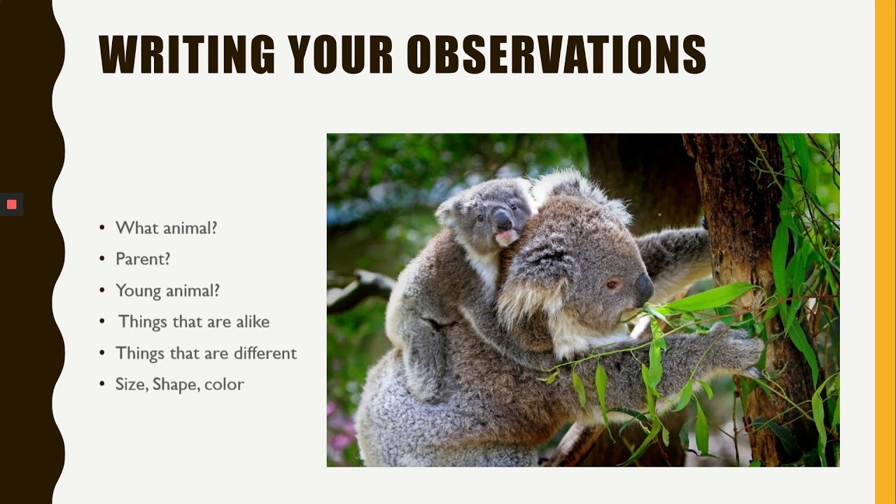 Instructional Video On Applying Observations at the Zoo - YouTube