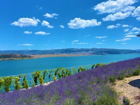 Yozgat Çekerek Millet Bahçesi & Lavanta Adası