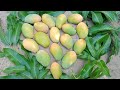 What is the most popular and sweet mango variety in egypt