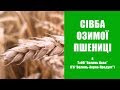 СІВБА ОЗИМОЇ ПШЕНИЦІ у "Волинь Нова"/ СуперАгроном