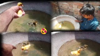 Duck Baby ka swimming pool⛲ Wow😯 |•| First Dafa Swimming