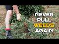 STOP Weeding! Why Your Garden ACTUALLY Needs Them (And How to Use Them)