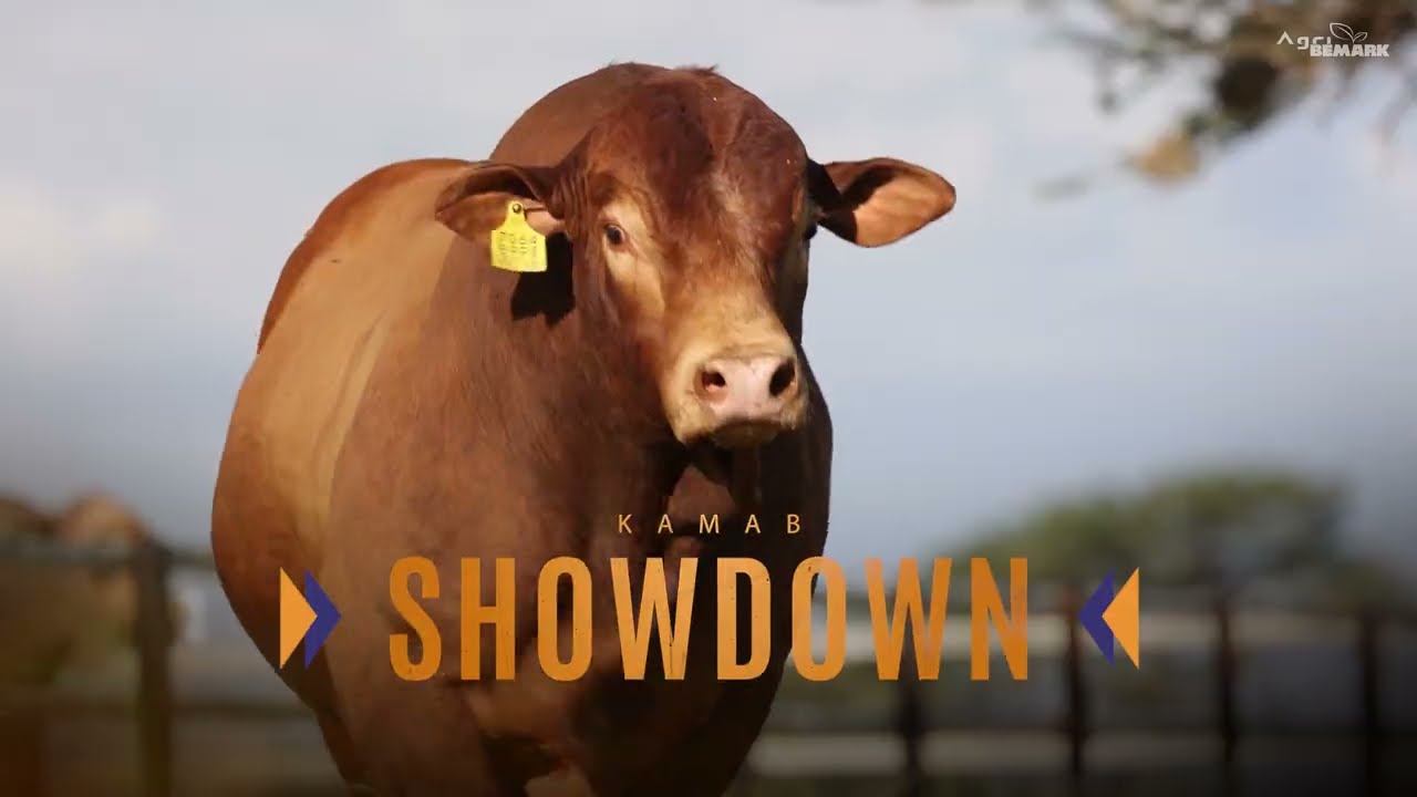 LOT 3 | DM20216 | SHOWDOWN