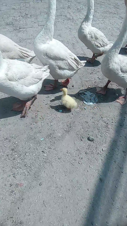 Anak Soang Punya Pengawal Banyak Lucu Banget