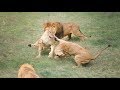 Львицы выясняют отношения | Lionesses find out the relationship.