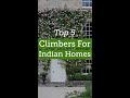 Top 5 Climber Plants For Home