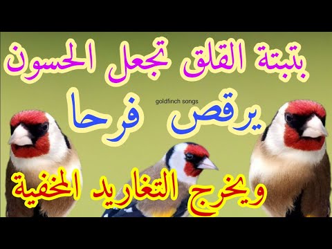 بتبتة خلوية تقلق الحسون وتجعله يخرج كل التغاريد المخفية بتبتة طبيعية لتحفيز الحسون على التغريد