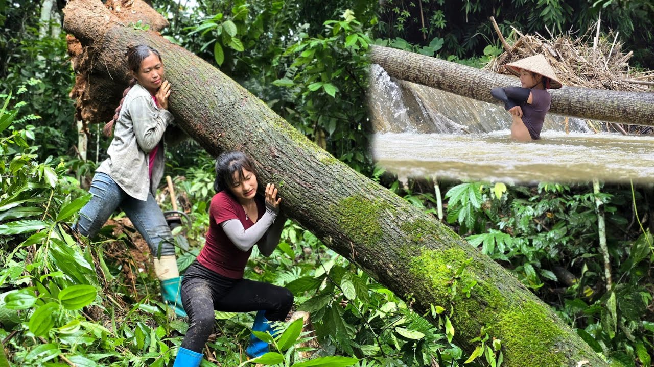Agricultural vehicles,Full video 30days of the most difficult days of transporting wood #truck #farm