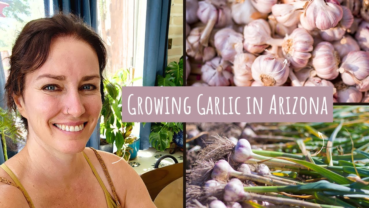 Growing Garlic in Arizona Tips for Success YouTube