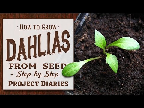 Video: Dahlias From Seeds (23 Photos): When To Sow Annual Dahlias For Seedlings? Detailed Instructions For Growing