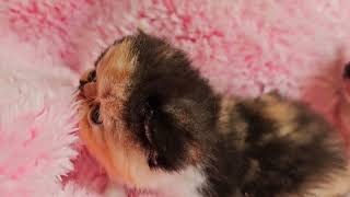 @3heartspersians388 Little calico exotic shorthair girls!!