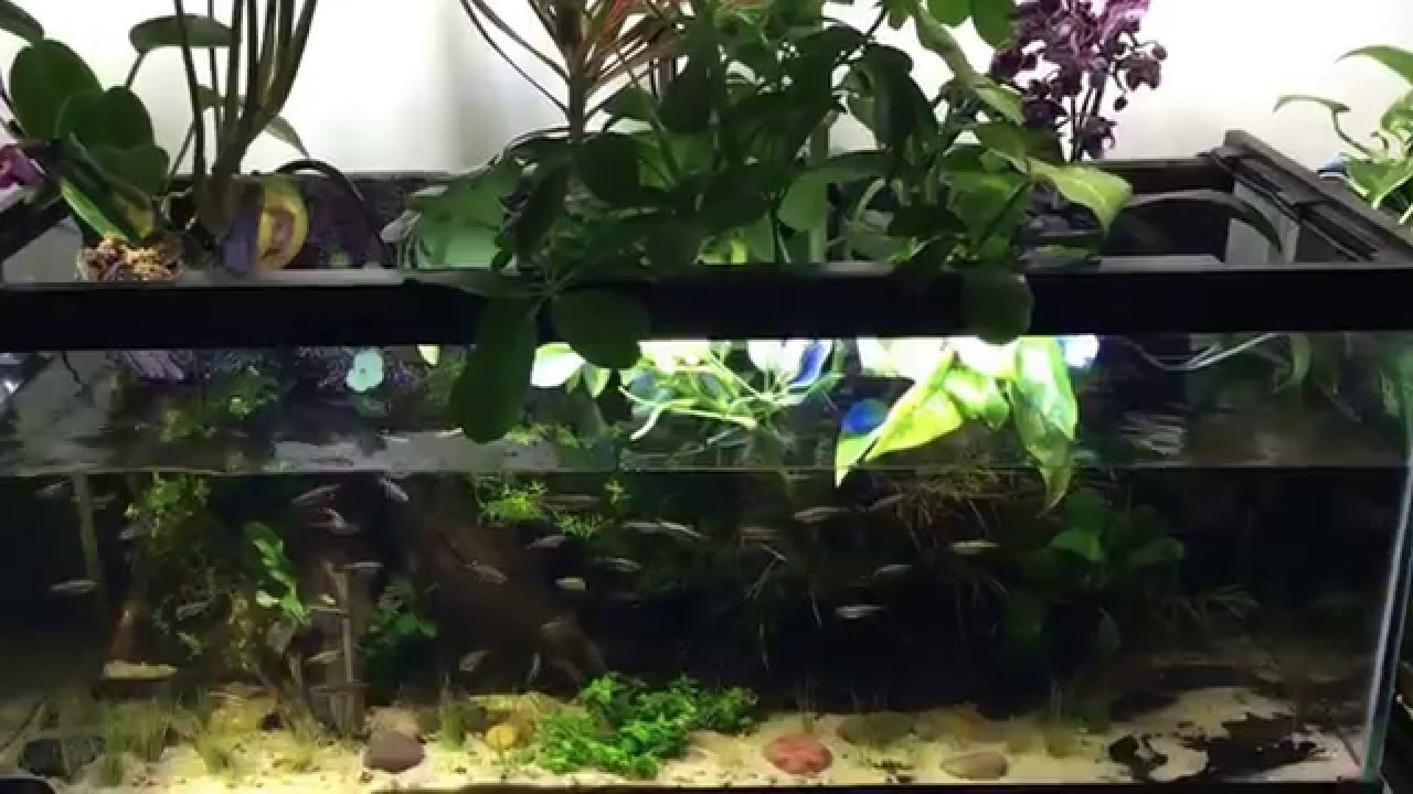 The Orchids in our Paludarium