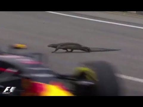 Giant Lizard on Singapore  F1 Grand Prix Race Track - Red Bull driver Max Verstappen near miss