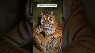Luar biasa, harimau duduk seperti manusia 😲 #celanapendek