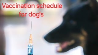 Puppy vaccination | Everything you must know about vaccinating schedule your dog | #dog #viral #like