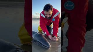 whale rescue #RescueMission#AnimalRescue#WildlifeConservation#SaveTheOceans#HeartwarmingRescu