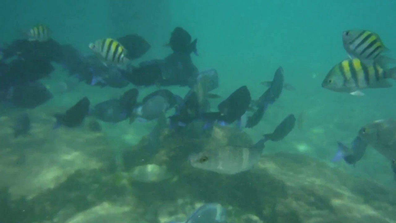 Occidental Grand Xcaret Snorkeling 5 YouTube