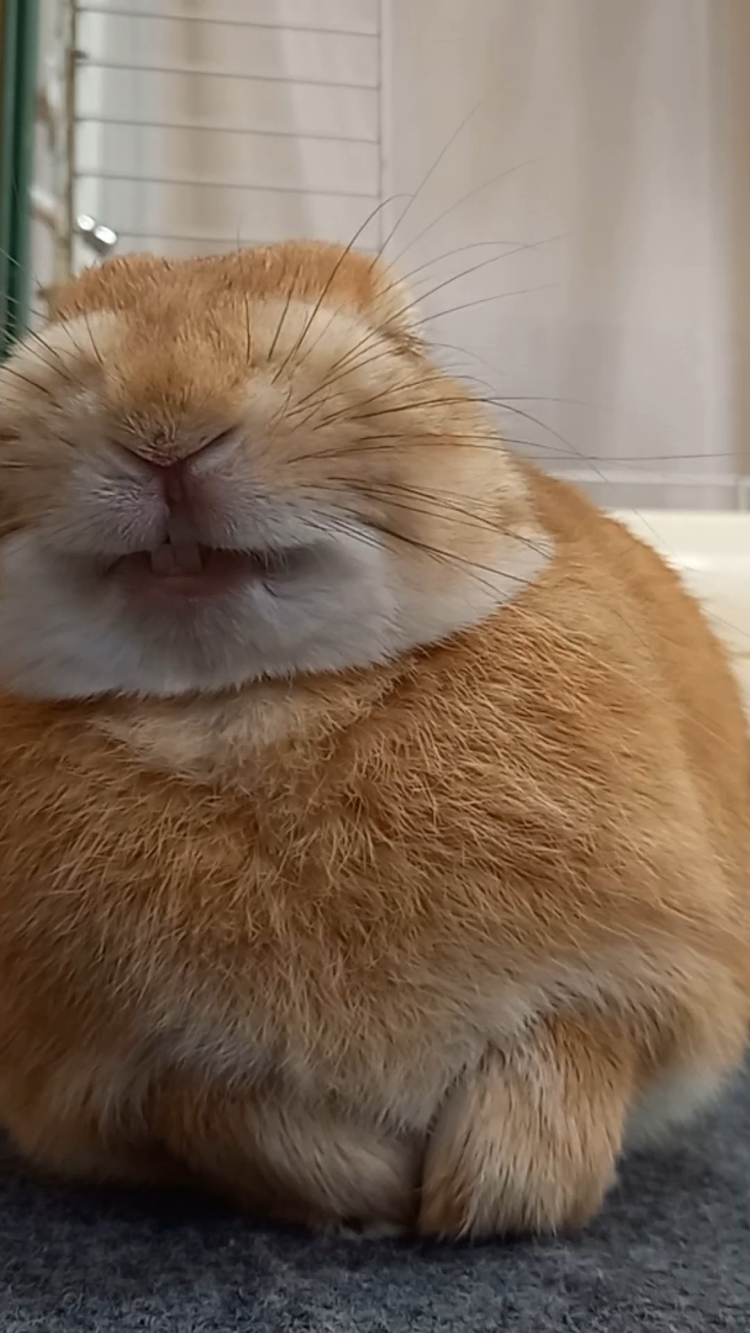笑うウサギ】うさぎのお笑い劇場♪表情が面白すぎです！ #うさぎ