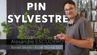 🎁 BONUS gratuit - Suivi de l'arbre travaillé dans le cours "Techniques de pliage avancées en bonsaï"