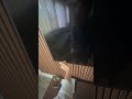 Шок Який він великий шок Шок Який він великий шок
