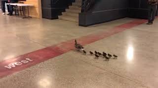 Mother Duck and her Ducklings Visit High School - 988864-1