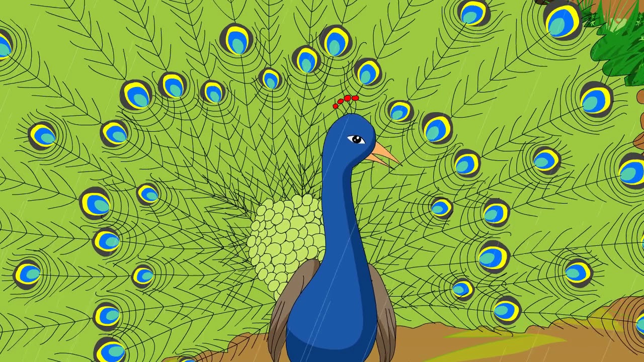 National Bird (Peacock) - राष्ट्रीय पक्षी मोर class-1