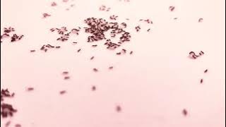 Bapak Bos (yang lotnok) - Jason Ranti. (video lirik)