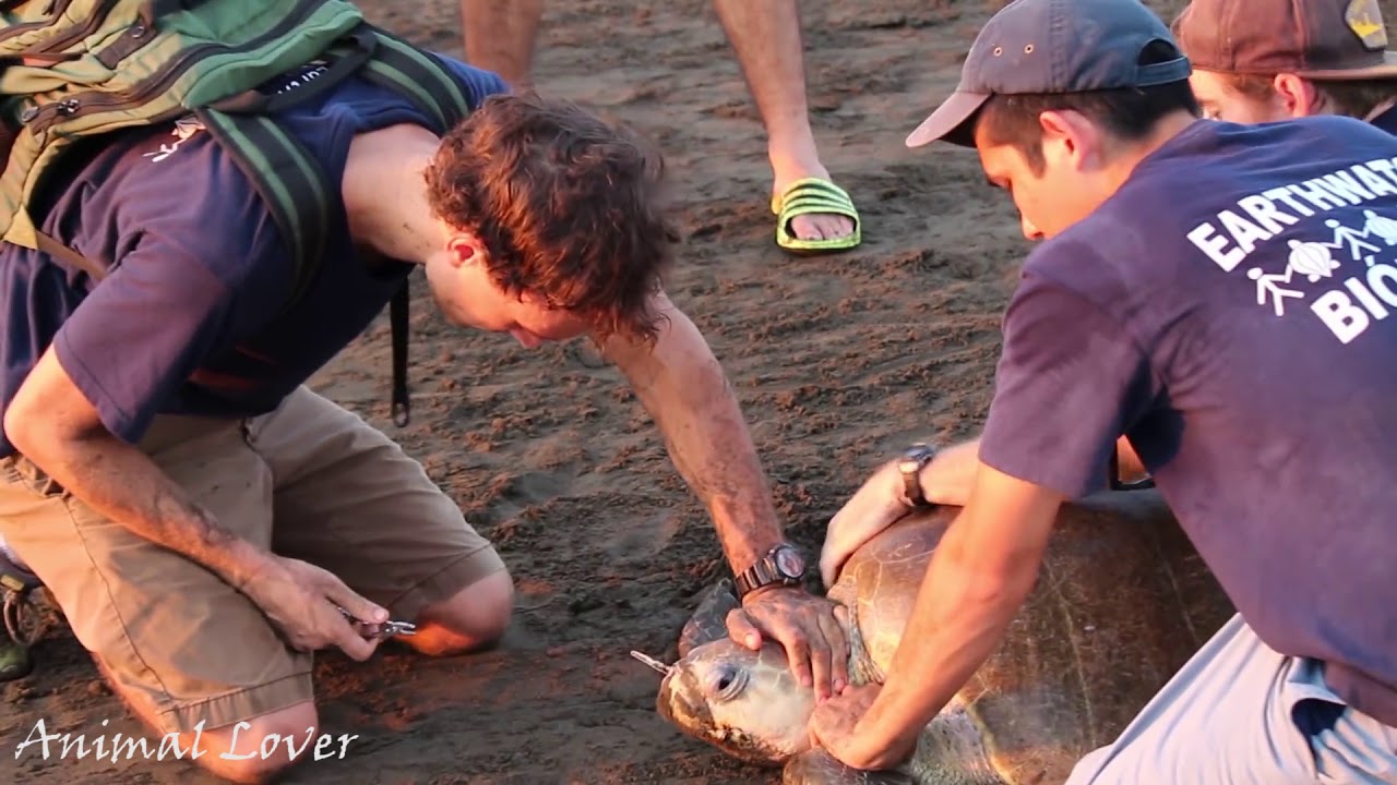 Human Save Sea Turtle's Life