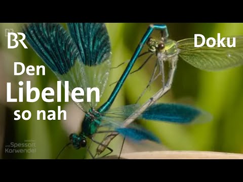 Video: Wo leben Grüne Libellen?