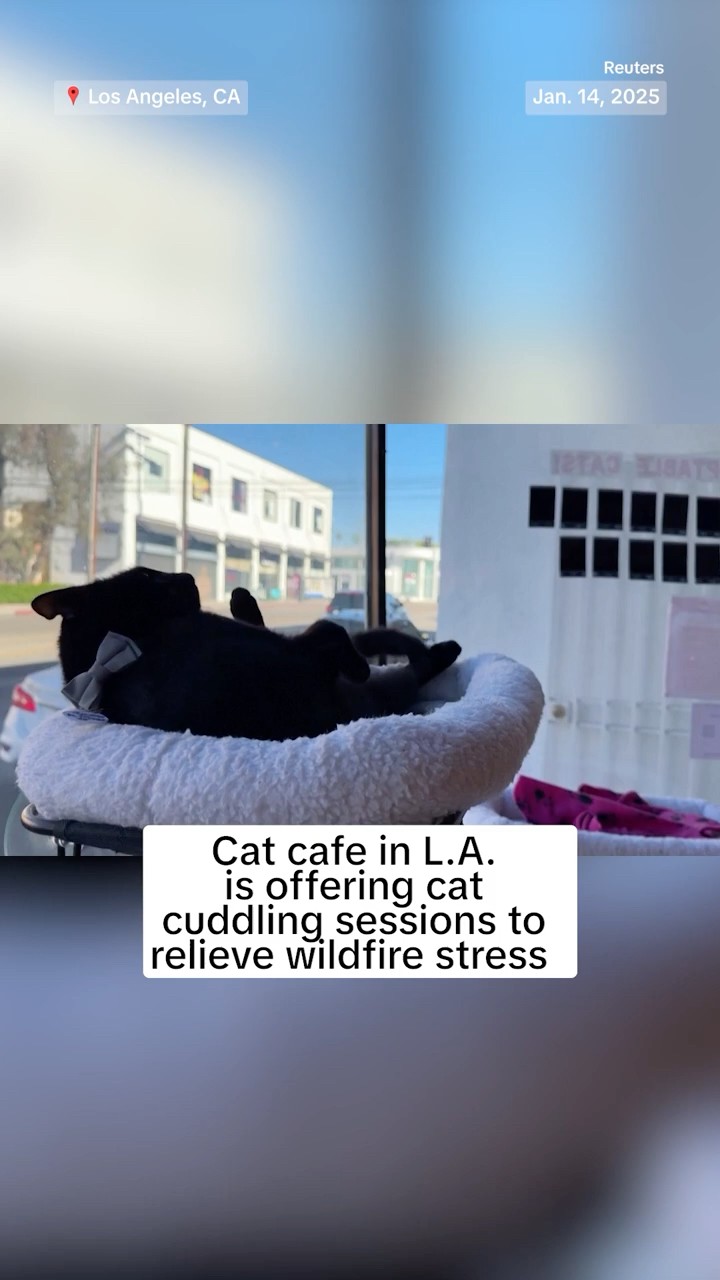 Cat cafe in L.A. is offering cat cuddling sessions to relieve wildfire stress