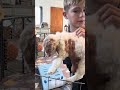 Friday ~F1 Cockapoo~ born 9-23-25