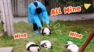 Check Out! Your Time For Picking Up Baby Panda Comes  | iPanda