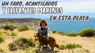 PUNTA NINFAS CHUBUT I Elefantes marinos y pingüinos en libertad 🦭🦭🦭