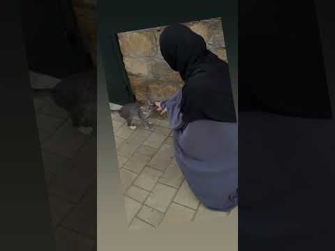 صورة كانها لكي معا القطط