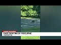 VIDEO: Porcupine sighting in Unionville