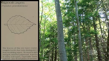 Tree Identification BigTooth Aspen Lindley NY