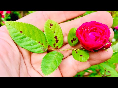Vídeo: Rosas e ferrugem: como tratar a ferrugem das rosas
