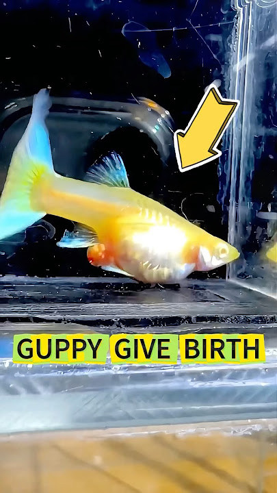 When Guppies Are About To Give Birth #fish #yoitubeshorts